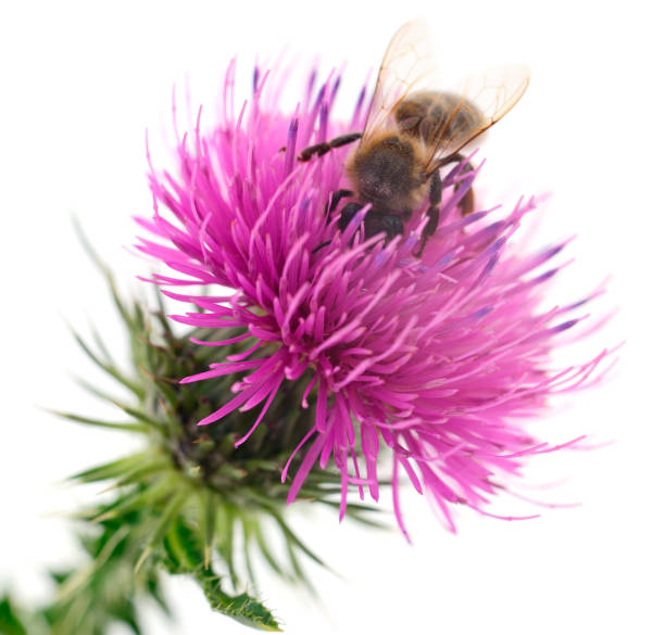 istock Honey bee on pink flower. 1016108804