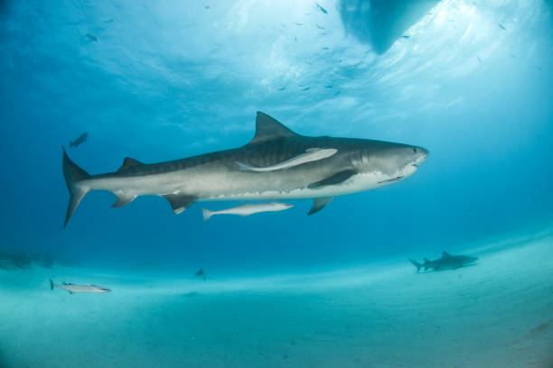 istock Tiger shark at Tigerbeach, Bahamas 1016109162