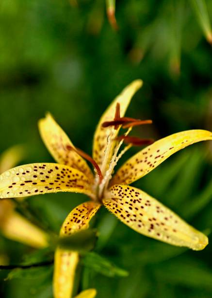 istock yellow tiger Lily with raindrops on the petals 1016109268