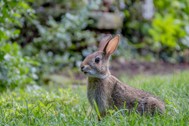 istock Small Cottontail Rabbit in garden on a sunny afternoon 1016109284