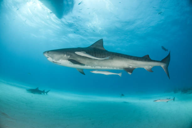 istock Tiger shark at Tigerbeach, Bahamas 1016111474