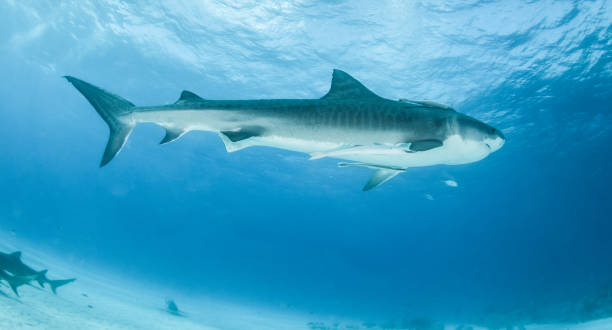 istock Tiger shark at Tigerbeach, Bahamas 1016111694