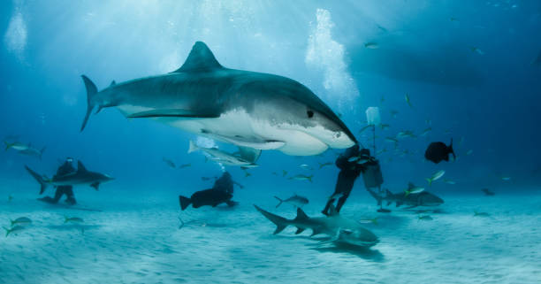 istock Tiger shark at Tigerbeach, Bahamas 1016111856