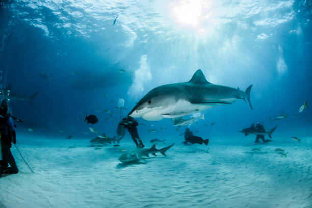 istock Tiger shark at Tigerbeach, Bahamas 1016112218