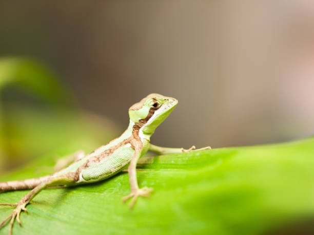 istock Serated Caquehesd Iguana on the leaf - Laemanctus serratus 1016112372