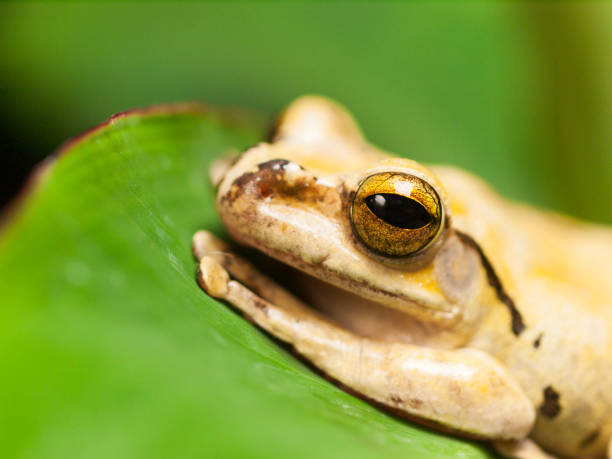 istock Portrait of Common Southeast Asian Tree Frog - Polypedates leucomystax 1016112424