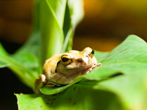 istock Common tree Frog on the leaf - Rhacophorus Leucomystax 1016112450