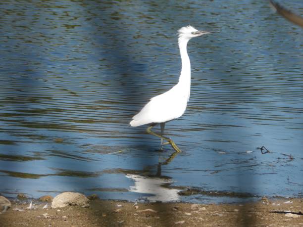 istock White Little Egret with it's crown feathers raised and it's beak open while walking in the water near the edge of the lake 1016112758