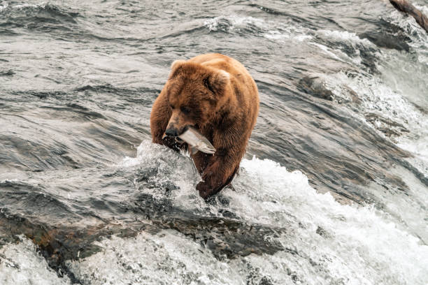 istock Grizzly Bears at Katmai Waterfalls, Alaska 1016113074