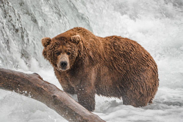 istock Grizzly Bears at Katmai Waterfalls, Alaska 1016113184