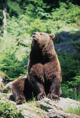 Brown bear (Ursus arctos)