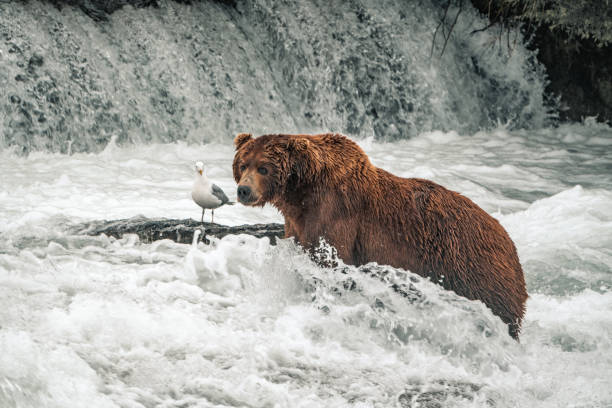 istock Grizzly Bears at Katmai Waterfalls, Alaska 1016115360