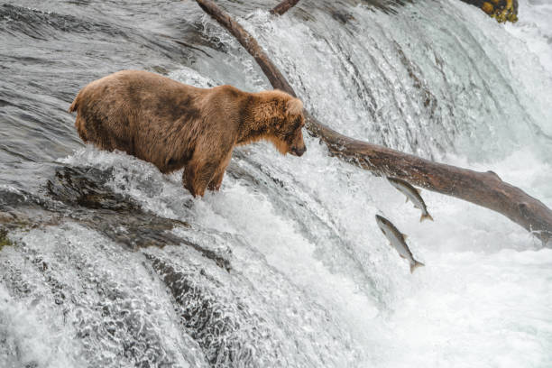 istock Grizzly Bears at Katmai Waterfalls, Alaska 1016115448