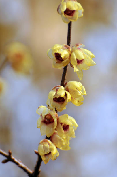istock Blossom wintersweet flowers 1016115560