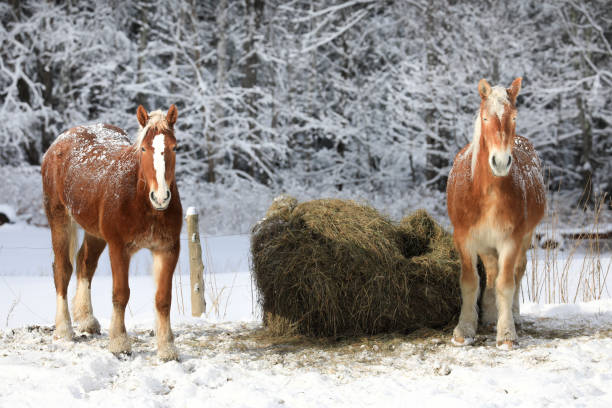 istock Vermont Cows and Horses 1016116228