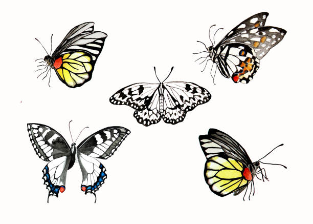 istock Collection set of watercolor butterfly illustration, on white background 1016119598