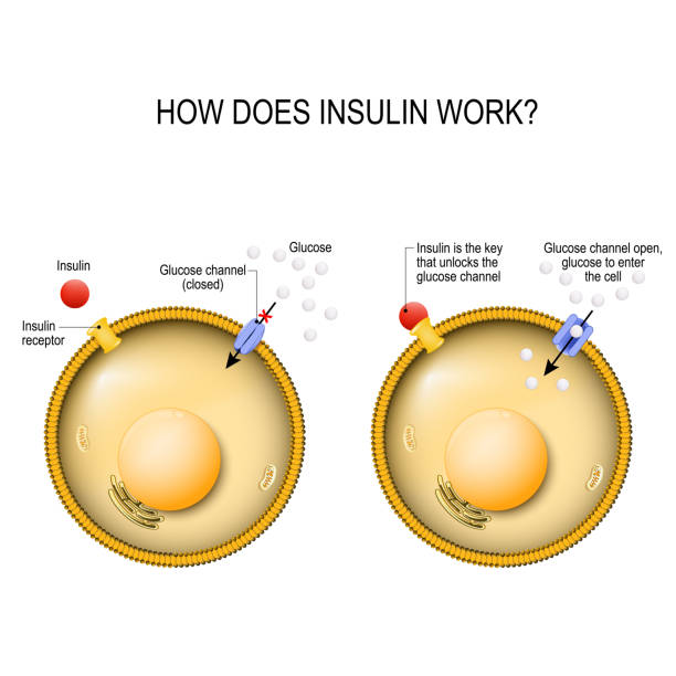 Insulin is the key that unlocks the cells glucose channel Insulin regulates the metabolism and is the key that unlocks the cell's glucose channel. how does insulin work? Vector diagram for your design, educational, science and medical use glycogen stock illustrations