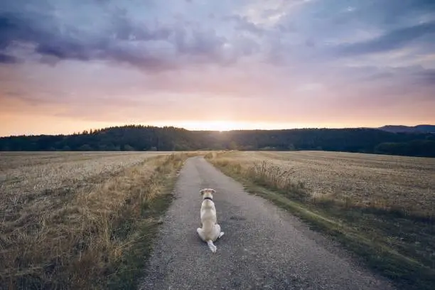 Photo of Loyal dog waiting at sunset