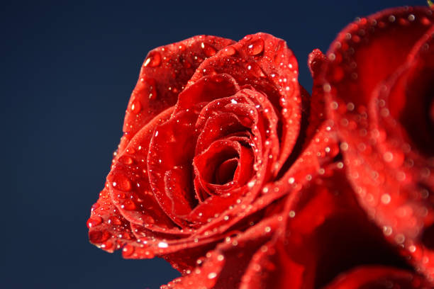 istock Red Roses. Wedding background. Valentines Day. 1016124810