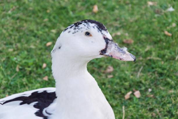 istock Duck on the green grass 1016125180