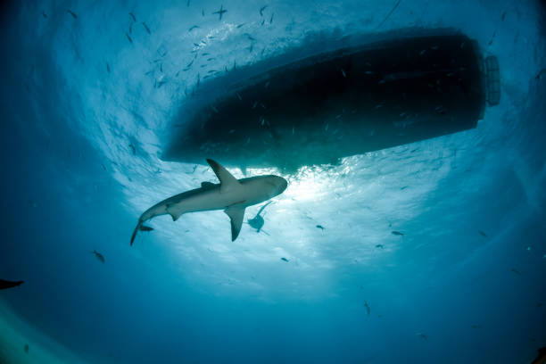 istock Caribbean reef shark at the Bahamas 1016128100