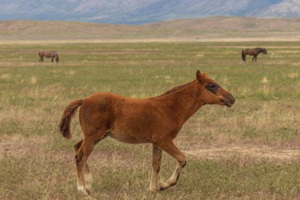 a cute wild horse foal in the Utah desert in summer