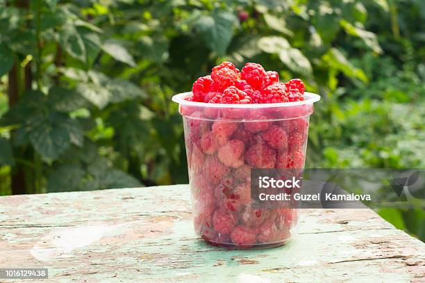 Raspberry In The Garden Stock Photo - Download Image Now - Antioxidant, Berry, Box - Container