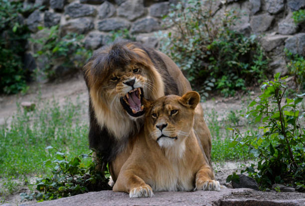 istock Lion Lioness Zoo 1016135036