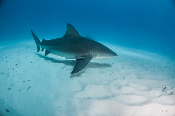 istock Bulls shark at the Bahamas 1016135058