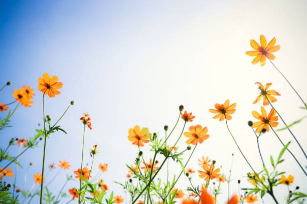 istock Yellow cosmos flowers 1016137498
