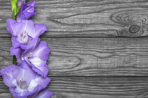 istock Beautiful gladiolus flower on a wooden background 1016137544
