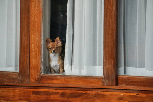 istock small dog inside the house looking out from window 1016137970