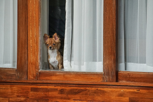 small dog inside the house looking out from window