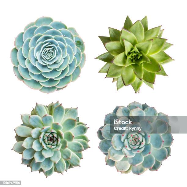 Miniature Succulent Plants Isolated Stock Photo - Download Image Now - Succulent Plant, Cut Out, Circle