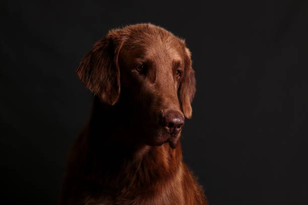istock flat coated retriever portrait in the studio 1016145254