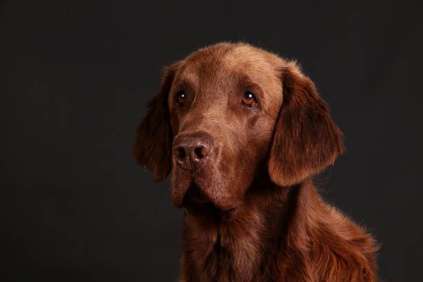 istock flat coated retriever portrait in the studio 1016146280