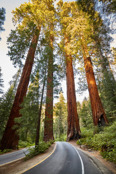 istock Scenic road in Sequoia National Park, USA. 1016148538
