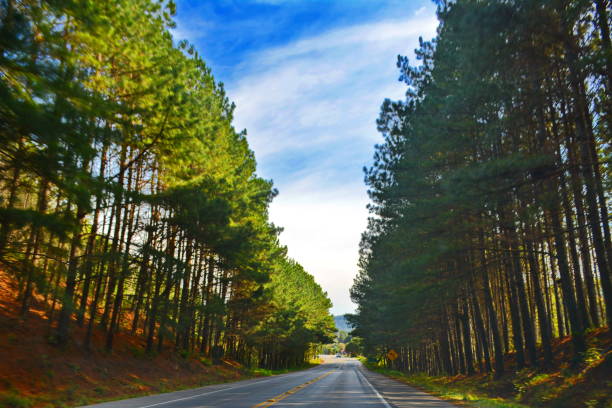 The beautiful road Dona Francisca at the top of the Serra do Mar, which connects north Joinville Santa Catarina plateau, in a beautiful landscape with the feet of jacatirão blooming on its banks, a beautiful tour option and tourism. Photo made in Joinville, Santa Catarina, Brazil on 07/28/2018.