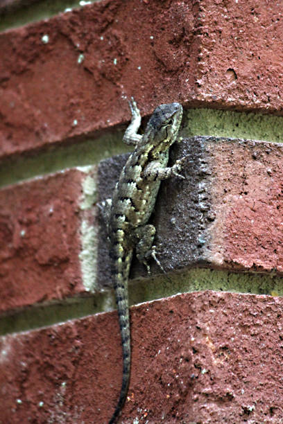 An exotic wood lizard crawling up a red brick wall.
