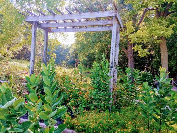 istock Trellis Amougst Milkweed 1016154966
