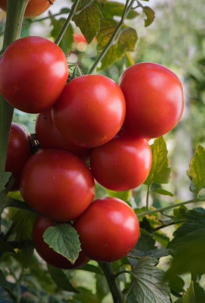 istock Ripe red tomato in garden 1016157580