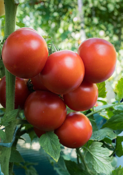 istock Ripe red tomato in garden 1016157590
