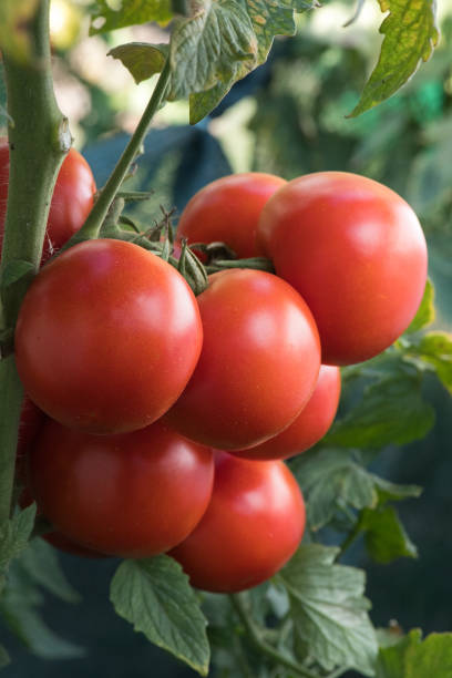 istock Ripe red tomato in garden 1016157594