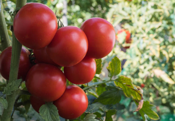 istock Ripe red tomato in garden 1016157626