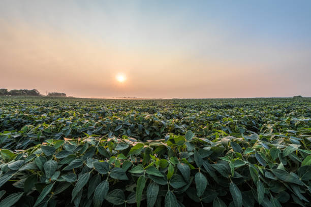 istock Soybean field in early morning 1016160668