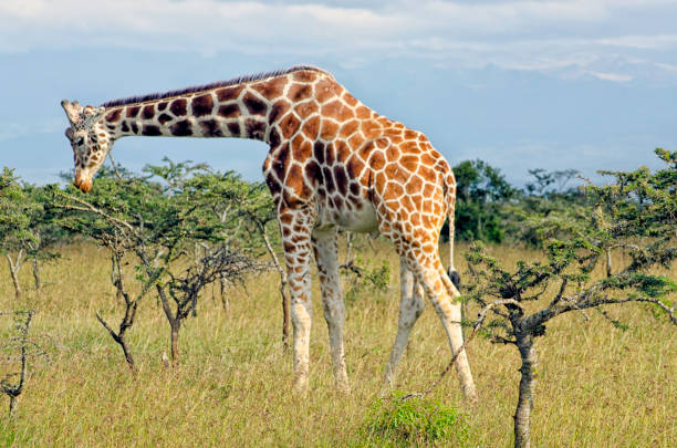 istock Lone Giraffe in Kenya, Africa 1016160862