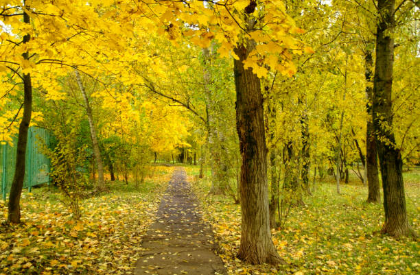 istock bright yellow foliage in autumn in the Park 1016161242