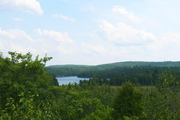 istock The view of the forest 1016161498
