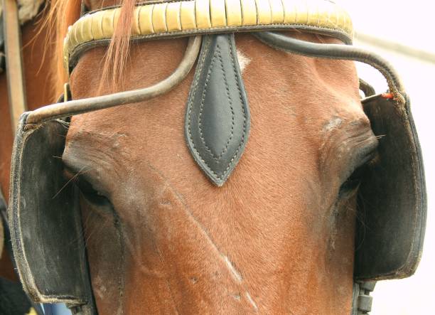 istock Horse with blinkers 1016164252