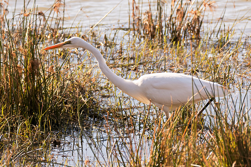 Great Egret hunting in the shallows